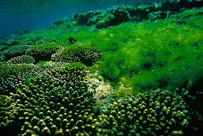 Właściwości i zastosowanie alg w kosmetykach